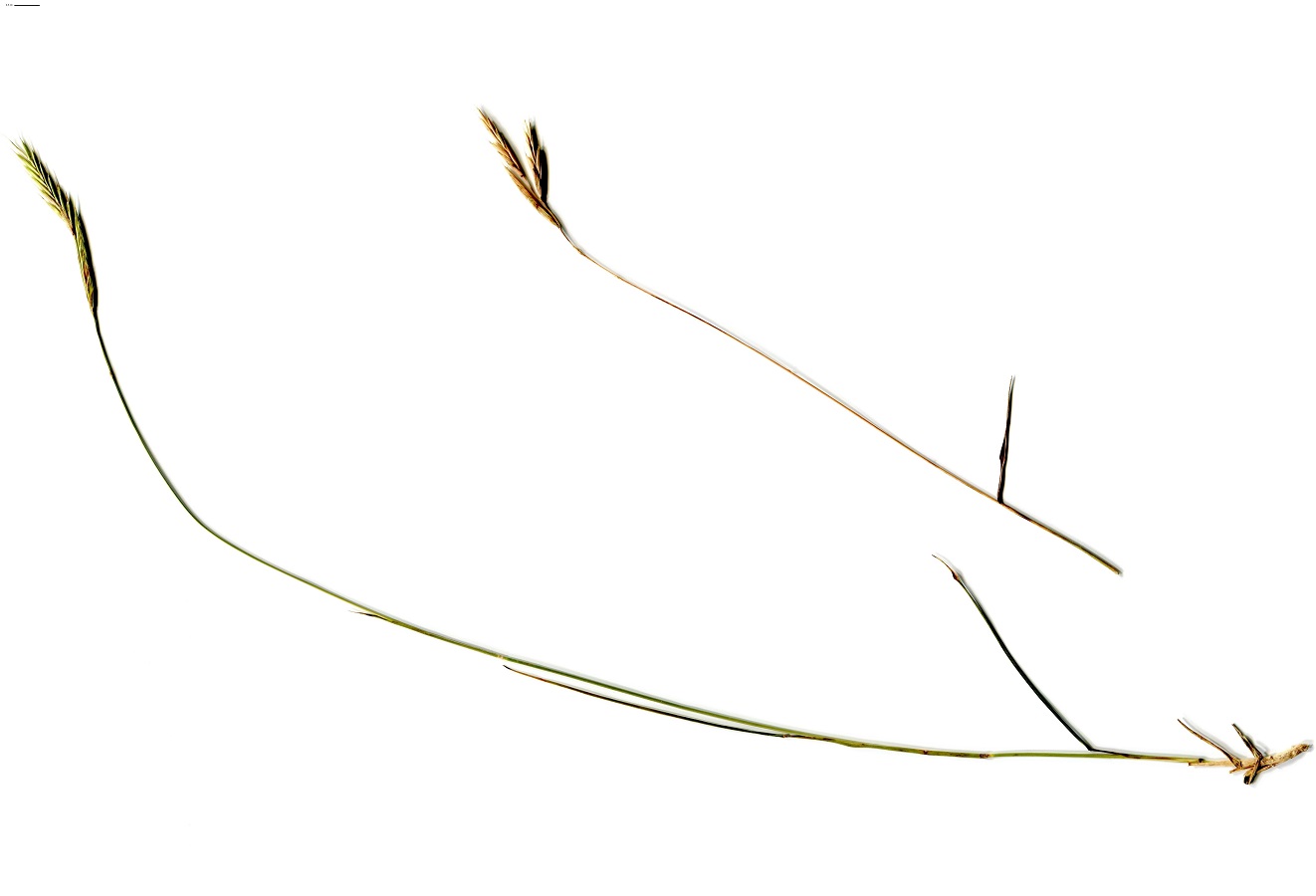 Brachypodium retusum (Poaceae)